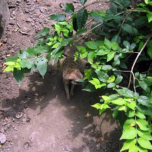 Africa-Meerkat