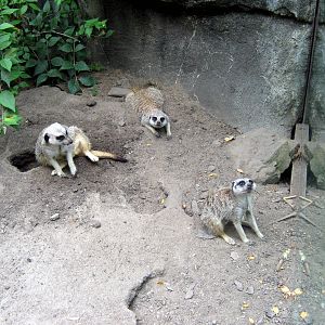 Africa-Meerkats