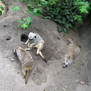 Africa-Meerkats