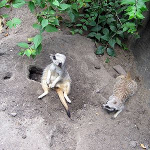 Africa-Meerkats