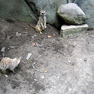 Africa-Meerkats
