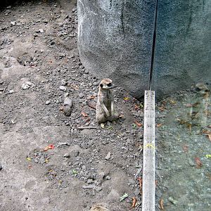 Africa-Meerkats
