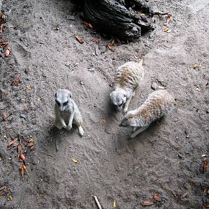 Africa-Meerkats