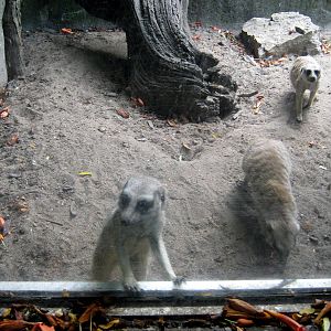 Africa-Meerkats