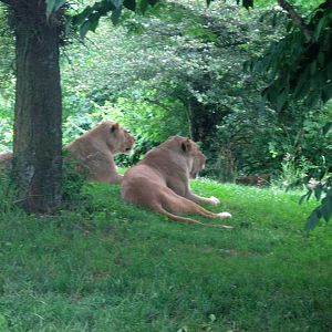 Africa-African Lions