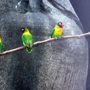 Africa-Masked Lovebirds