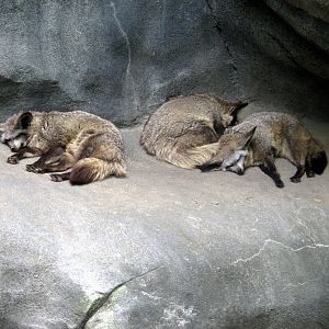 Africa-Bat-eared Foxes