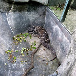 Africa-Black-throated Monitor