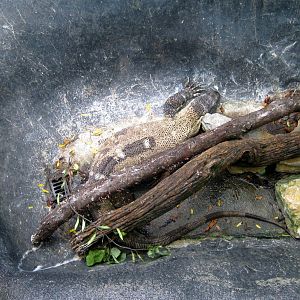 Africa-Black-throated Monitor