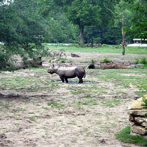 Africa-Black Rhinoceros