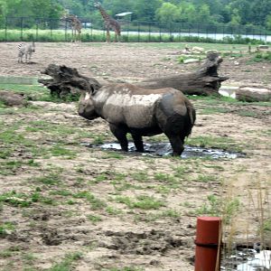Africa-Black Rhinoceros