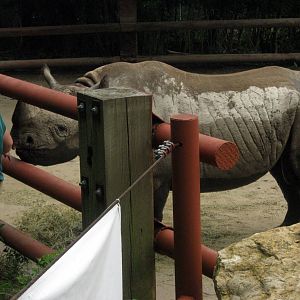 Africa-Black Rhinoceros