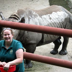 Africa-Black Rhinoceros