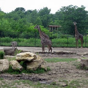 Africa-Masai Giraffes