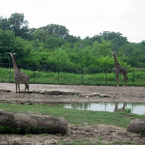Africa-Masai Giraffes