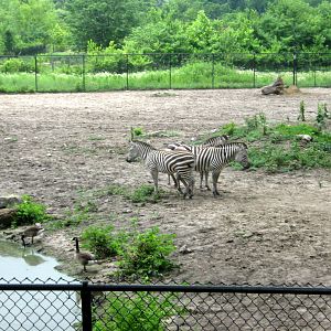 Africa-Grant's Zebras