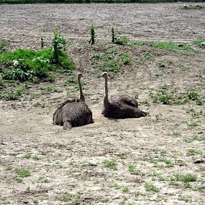 Africa-Ostriches