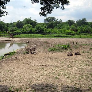 Africa-Grant's Zebras and Ostriches