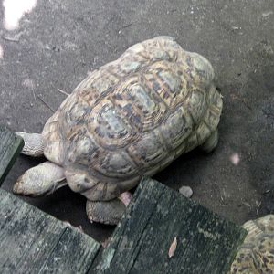 Africa-Leopard Tortoise