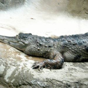 Africa-Slender-snouted Crocodile