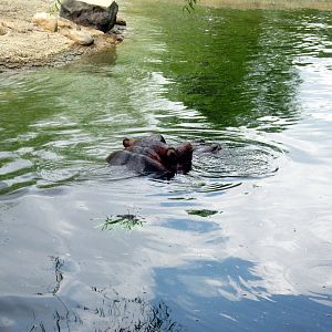 Africa-Nile Hippopotamuses