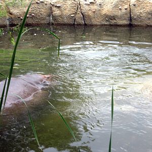 Africa-Nile Hippopotamus