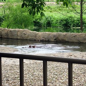 Africa-Nile Hippopotamuses