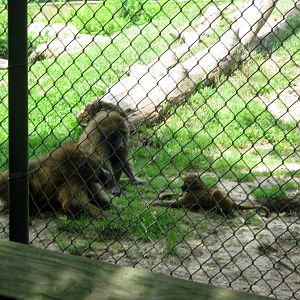 Africa-Guinea Baboons