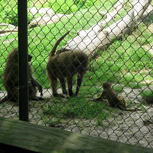 Africa-Guinea Baboons