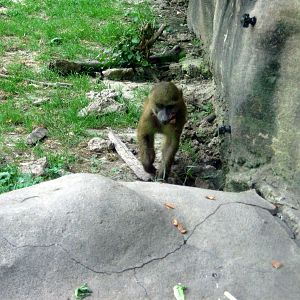 Africa-Guinea Baboon