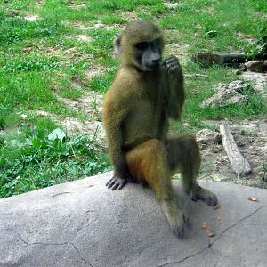 Africa-Guinea Baboon