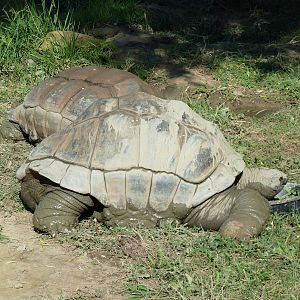 Aldabra Tortoises
