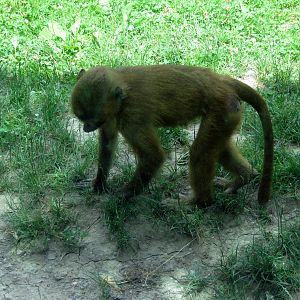 Africa-Guinea Baboon