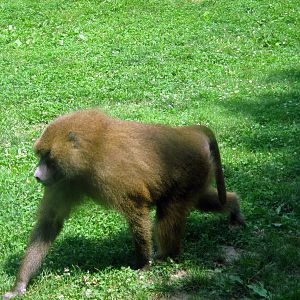 Africa-Guinea Baboon