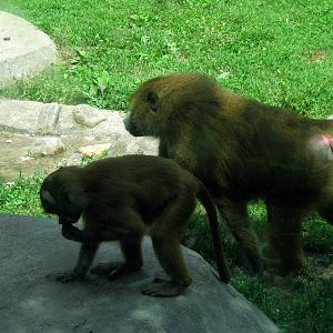 Africa-Guinea Baboons