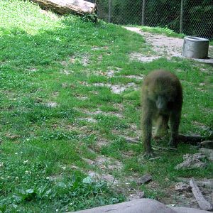 Africa-Guinea Baboon