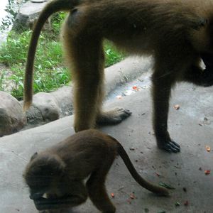 Africa-Guinea Baboons