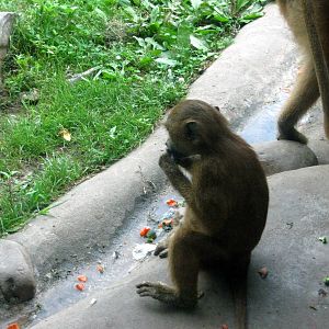 Africa-Guinea Baboon