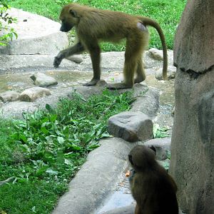 Africa-Guinea Baboons