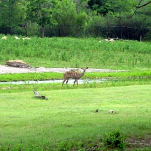 Africa-Lesser Kudu