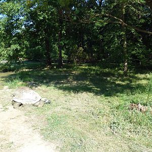 Aldabra Tortoise Exhibit