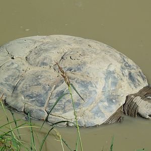 Aldabra Tortoise