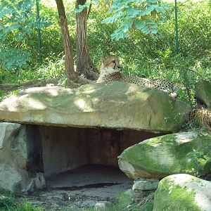 Cheetah Exhibit