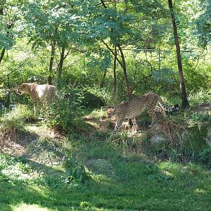 Cheetah Exhibit