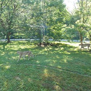 Cheetah Exhibit