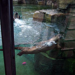 North American River Otter