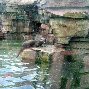 North American River Otter
