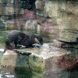 North American River Otter