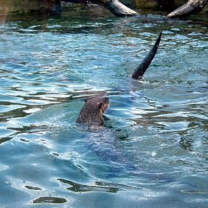 North American River Otter