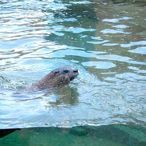 North American River Otter